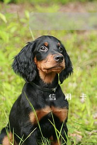 信用卡一次逾期不耽误车贷吧 信用卡一次逾期不耽误车贷吧