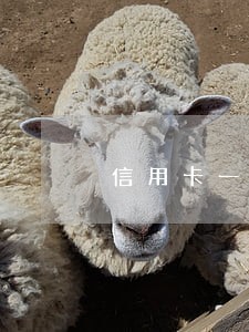 信用卡一次逾期会有什么结果