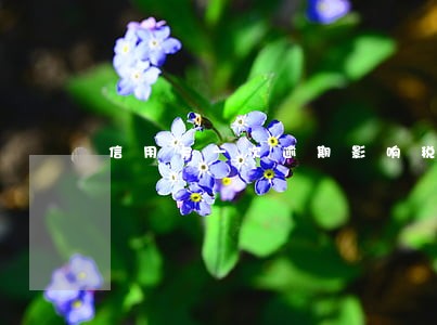 信用卡一次逾期影响税贷吗