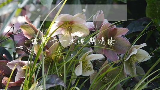 信用卡一次逾期消除 信用卡一次逾期消除