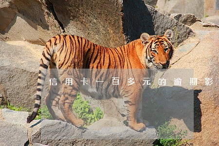 信用卡一百多元的逾期影响吗 信用卡一百多元的逾期影响吗