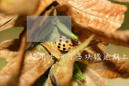 信用卡一百多块钱逾期上征信