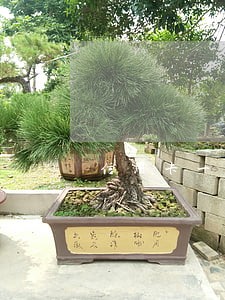信用卡一直最低还款算逾期吗 信用卡一直最低还款算逾期吗