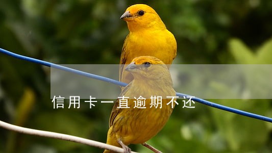 信用卡一直逾期不还 信用卡一直逾期不还