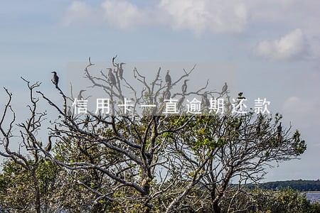 信用卡一直逾期还款