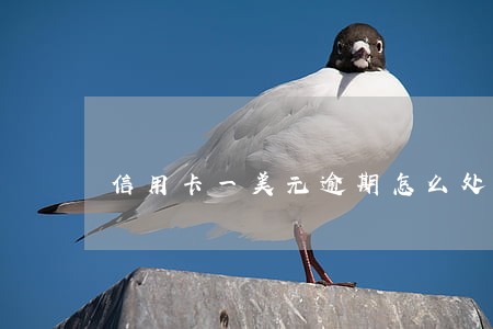 信用卡一美元逾期怎么处理 信用卡一美元逾期怎么处理
