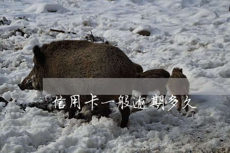 信用卡一般逾期多久