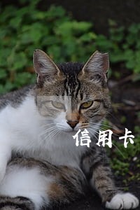 信用卡一般逾期多久银行拒贷 信用卡一般逾期多久银行拒贷