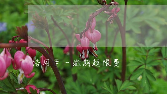 信用卡一逾期超限费 信用卡一逾期超限费