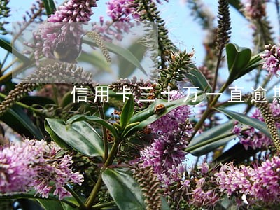 信用卡三十万一直逾期 信用卡三十万一直逾期