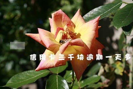 信用卡三千块逾期一天多少