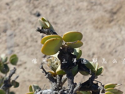 信用卡三年逾期怎么办 信用卡三年逾期怎么办