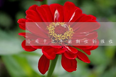信用卡三年逾期收到催收函