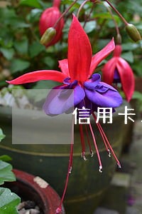 信用卡三期逾期还款有什么后果 信用卡三期逾期还款有什么后果