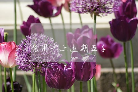 信用卡上逾期五千 信用卡上逾期五千