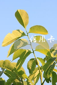 信用卡不到一万三月逾期未还