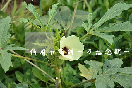 信用卡不到一万元逾期一个月 信用卡不到一万元逾期一个月
