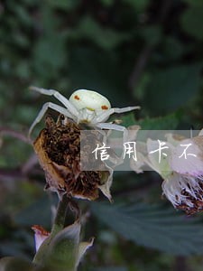 信用卡不小心有几十块的逾期