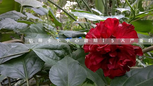 信用卡不小心逾期15天严重吗 信用卡不小心逾期15天严重吗