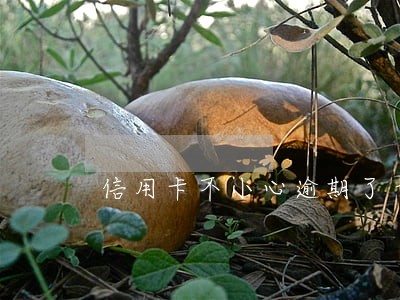 信用卡不小心逾期了十天怎么办 信用卡不小心逾期了十天怎么办