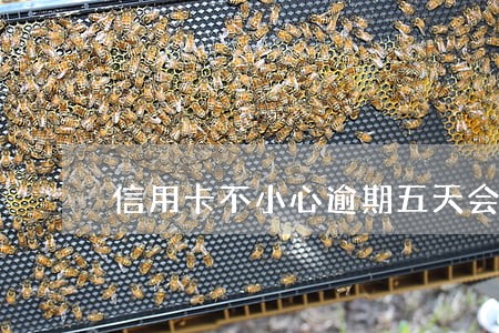 信用卡不小心逾期五天会怎样