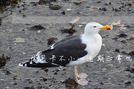 信用卡不小心逾期正常吗 信用卡不小心逾期正常吗