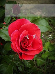 信用卡不是恶意逾期会坐牢吗 信用卡不是恶意逾期会坐牢吗