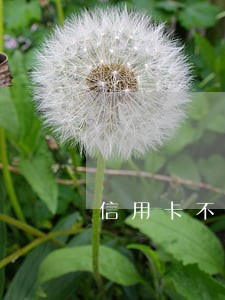 信用卡不注意逾期上了征信 信用卡不注意逾期上了征信
