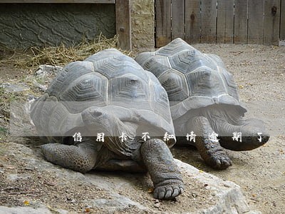 信用卡不知情逾期了