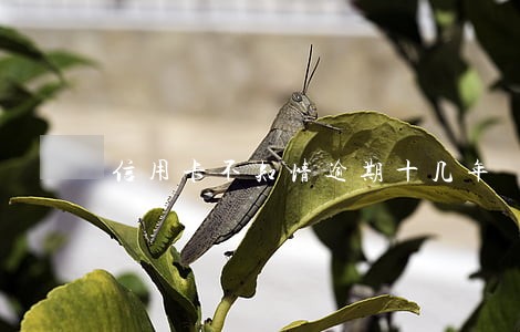 信用卡不知情逾期十几年 信用卡不知情逾期十几年