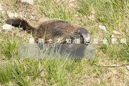信用卡不知道还美金影响逾期 信用卡不知道还美金影响逾期