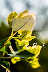 信用卡不还多少天算逾期 信用卡不还多少天算逾期