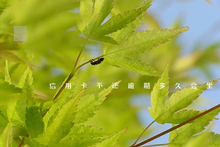 信用卡不还逾期多久会坐牢
