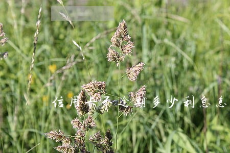 信用卡不逾期多少利息怎么算 信用卡不逾期多少利息怎么算