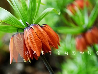 信用卡不逾期影响信誉吗 信用卡不逾期影响信誉吗