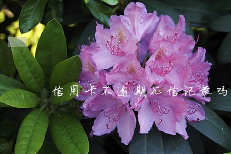 信用卡不逾期征信记录吗 信用卡不逾期征信记录吗