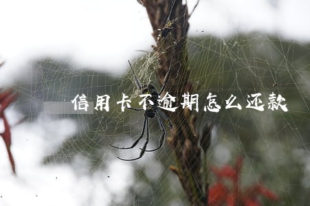 信用卡不逾期怎么还款 信用卡不逾期怎么还款