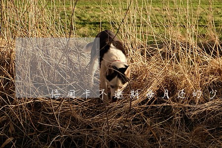 信用卡不逾期每月还的少 信用卡不逾期每月还的少