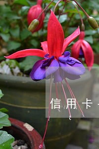 信用卡丢失逾期 信用卡丢失逾期