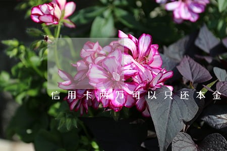 信用卡两万可以只还本金吗 信用卡两万可以只还本金吗