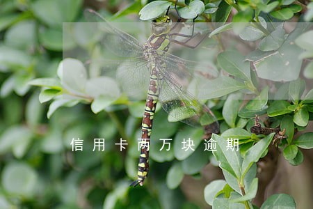 信用卡两万块逾期