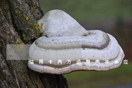 信用卡两万逾期两年半应还多少钱 信用卡两万逾期两年半应还多少钱