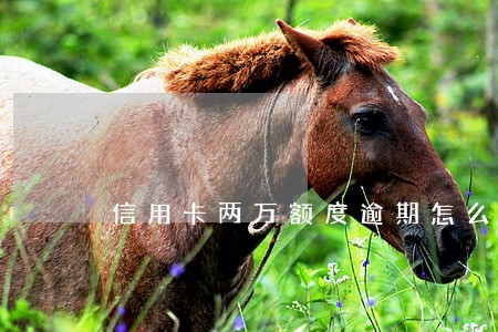 信用卡两万额度逾期怎么办