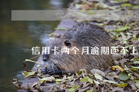 信用卡两个月逾期还不上怎么办 信用卡两个月逾期还不上怎么办
