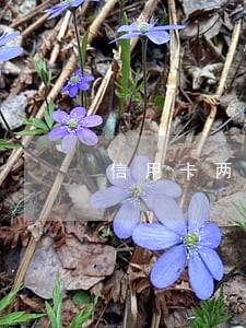 信用卡两年前逾期贷款 信用卡两年前逾期贷款