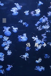 信用卡两年逾期六次