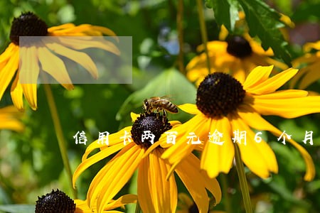信用卡两百元逾期6个月
