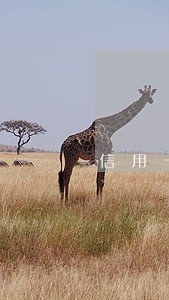 信用卡两百多块钱忘记还逾期 信用卡两百多块钱忘记还逾期