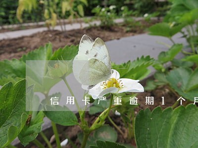 信用卡严重逾期1个月 信用卡严重逾期1个月