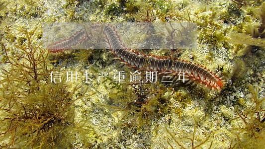 信用卡严重逾期三年 信用卡严重逾期三年